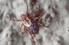 Dermacentor occidentalis