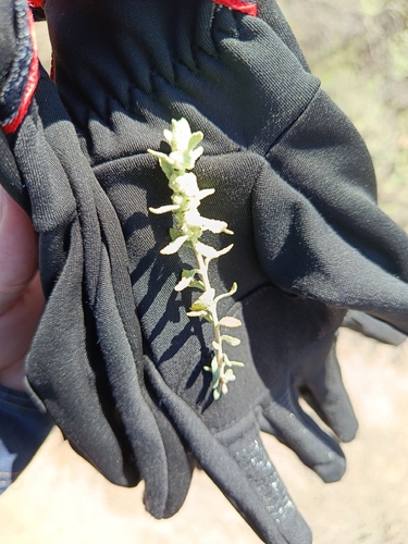 escobilla