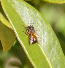 Osmia bicornis