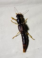 Pinophilus