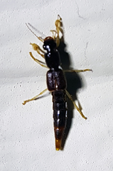 Pinophilus