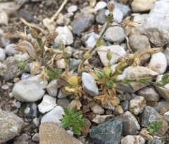 Cerastium semidecandrum
