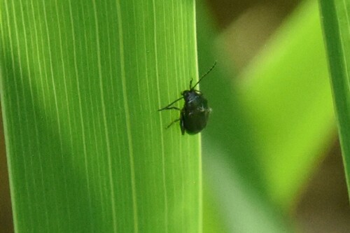 Scirtes hemisphaericus, Groesbeek, Nederland, photo 5 of 10