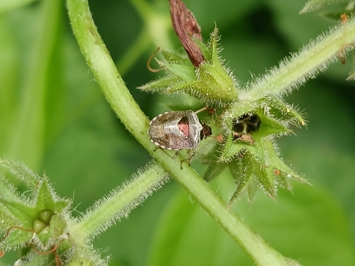 Woundwort Shield Bug