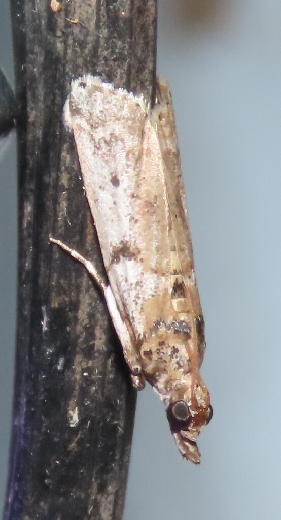Navel Orangeworm Moth