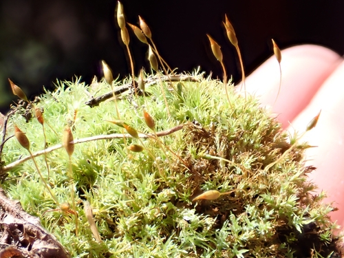 Saelania glaucescens observed 2026-06-03