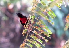 Chalcomitra senegalensis