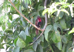 Chalcomitra senegalensis