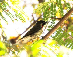 Chalcomitra senegalensis