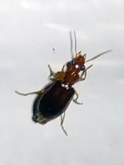 Euproctinus abjectus