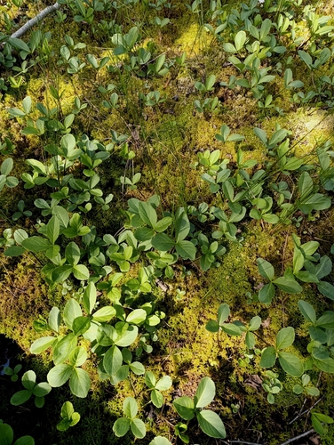 Bogbean