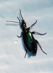 Lebia