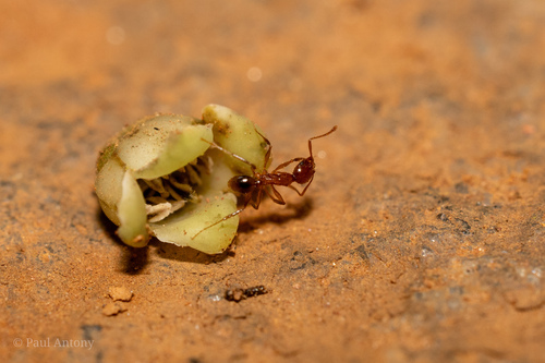 Pheidole rogersiPheidole rogersi