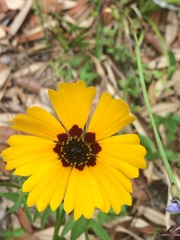 Coreopsis basalis