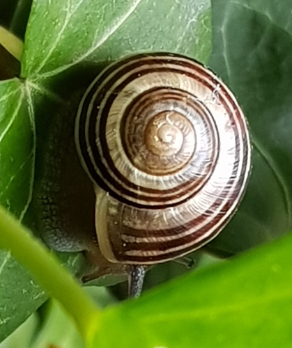 Cepaea