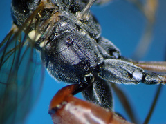 Ischnus inquisitorius