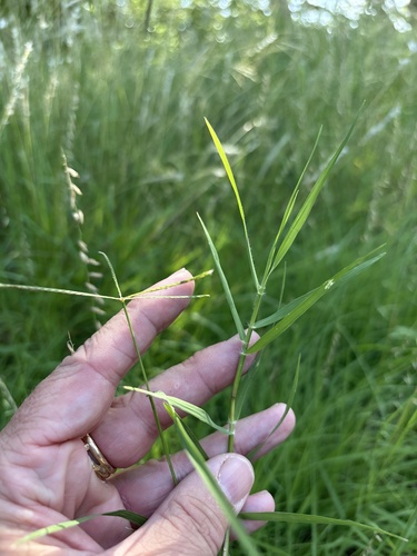 Bermuda Grass