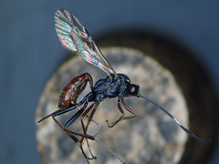 Ischnus inquisitorius