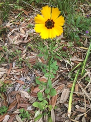 Coreopsis basalis