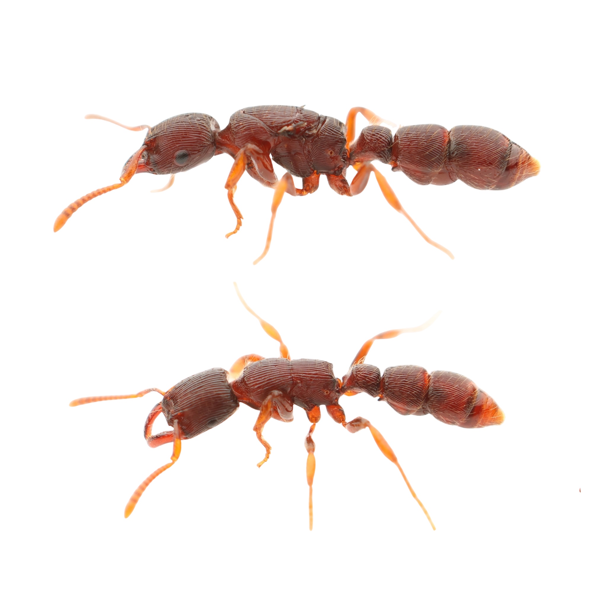 Gnamptogenys continua
