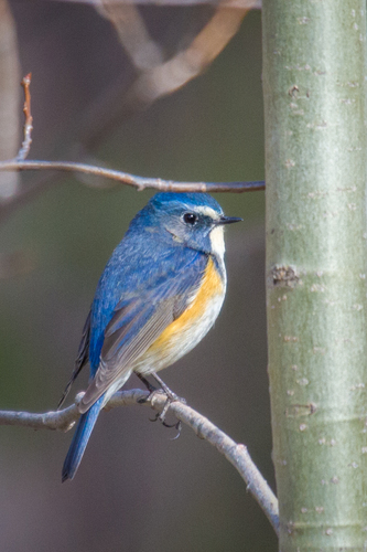 Red-flanked Bluetail (Tarsiger cyanurus), photo 6
