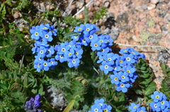 Eritrichium argenteum