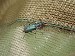 Anthomalachius spinosus