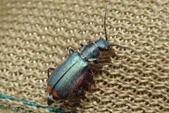 Anthomalachius spinosus