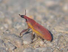 Lixus angustus