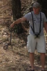 Pantherophis bairdi