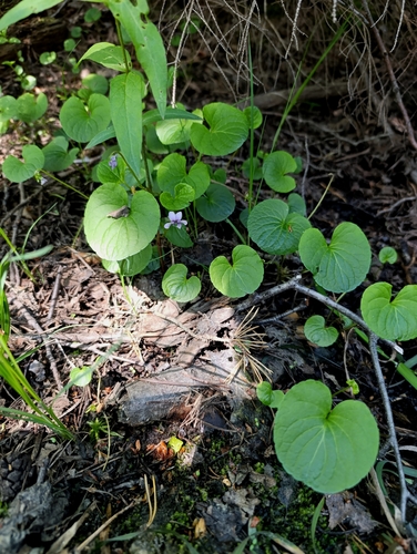 alpine marsh violet