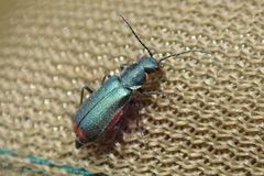 Anthomalachius spinosus