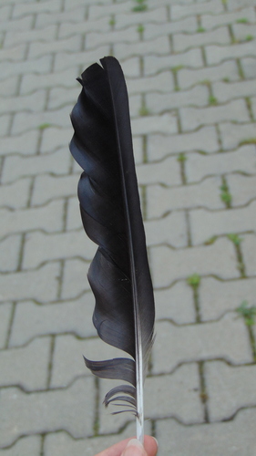 Plume de Corbeau freux