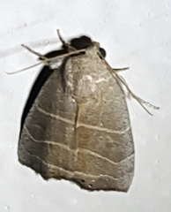 Bagisara rectifascia