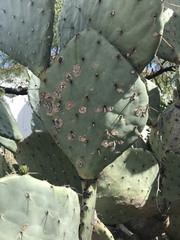 Phyllosticta concava