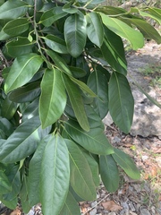 Annona muricata