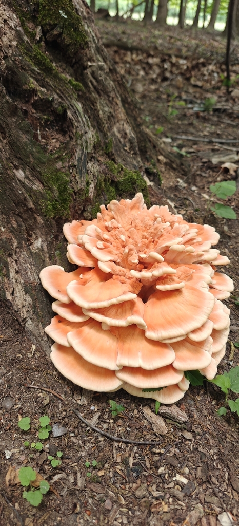 White-pored Chicken of the Woods · June 2026 · photo: Photo: (c) Mark Jones, some rights reserved (CC BY) · iNaturalist