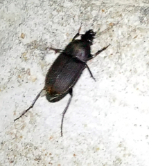 Chlaenius tomentosus