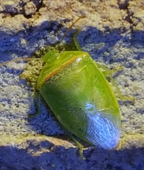 Piezodorus guildinii