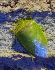 Piezodorus guildinii