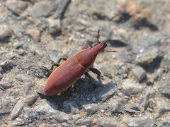 Lixus angustus