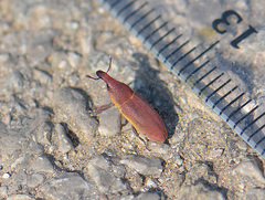 Lixus angustus
