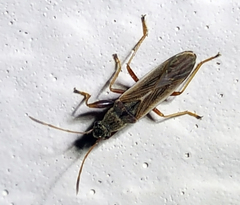 Paromius longulus