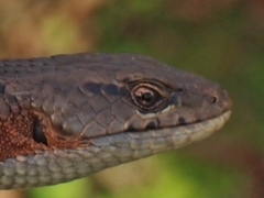 Elgaria coerulea coerulea