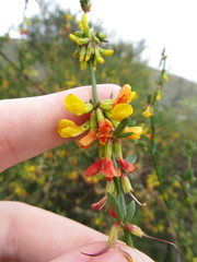 Acmispon glaber glaber