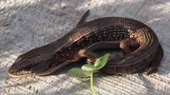 Elgaria coerulea coerulea