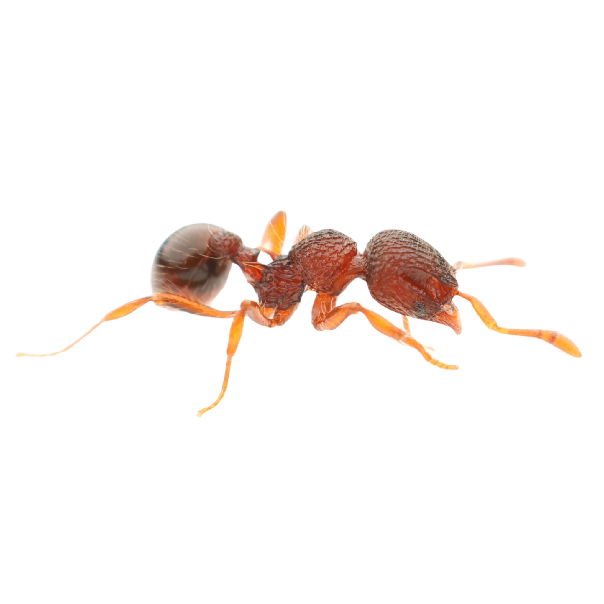 Lachnomyrmex pilosus