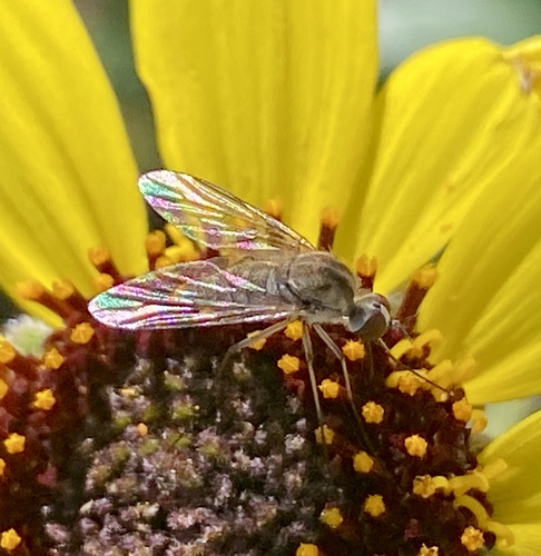 iNaturalist observation photo of Geron
