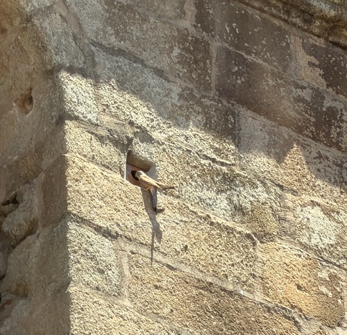 Eurasian Kestrel