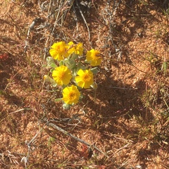 Eriophyllum wallacei